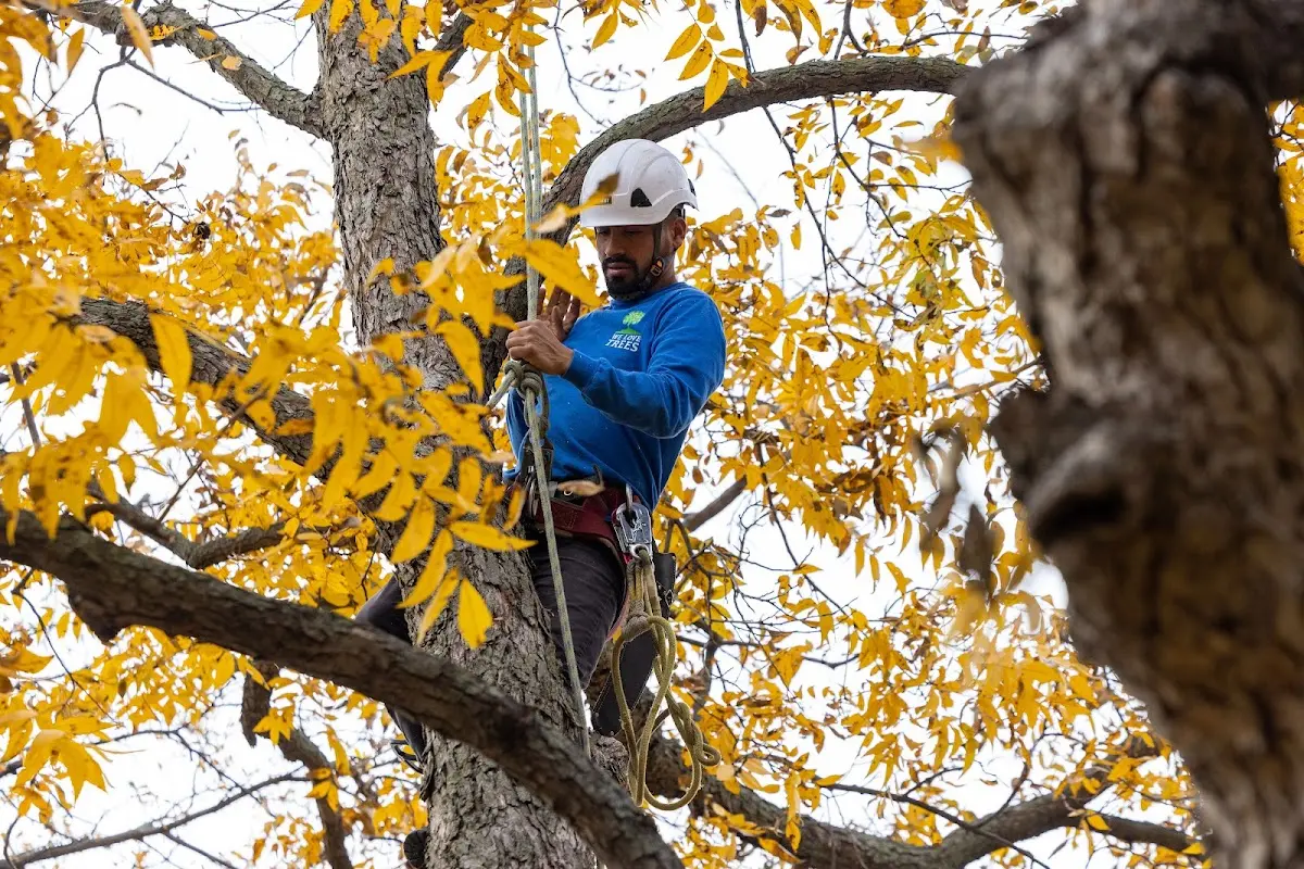 Skilled Tree Trimming crew working in Creston