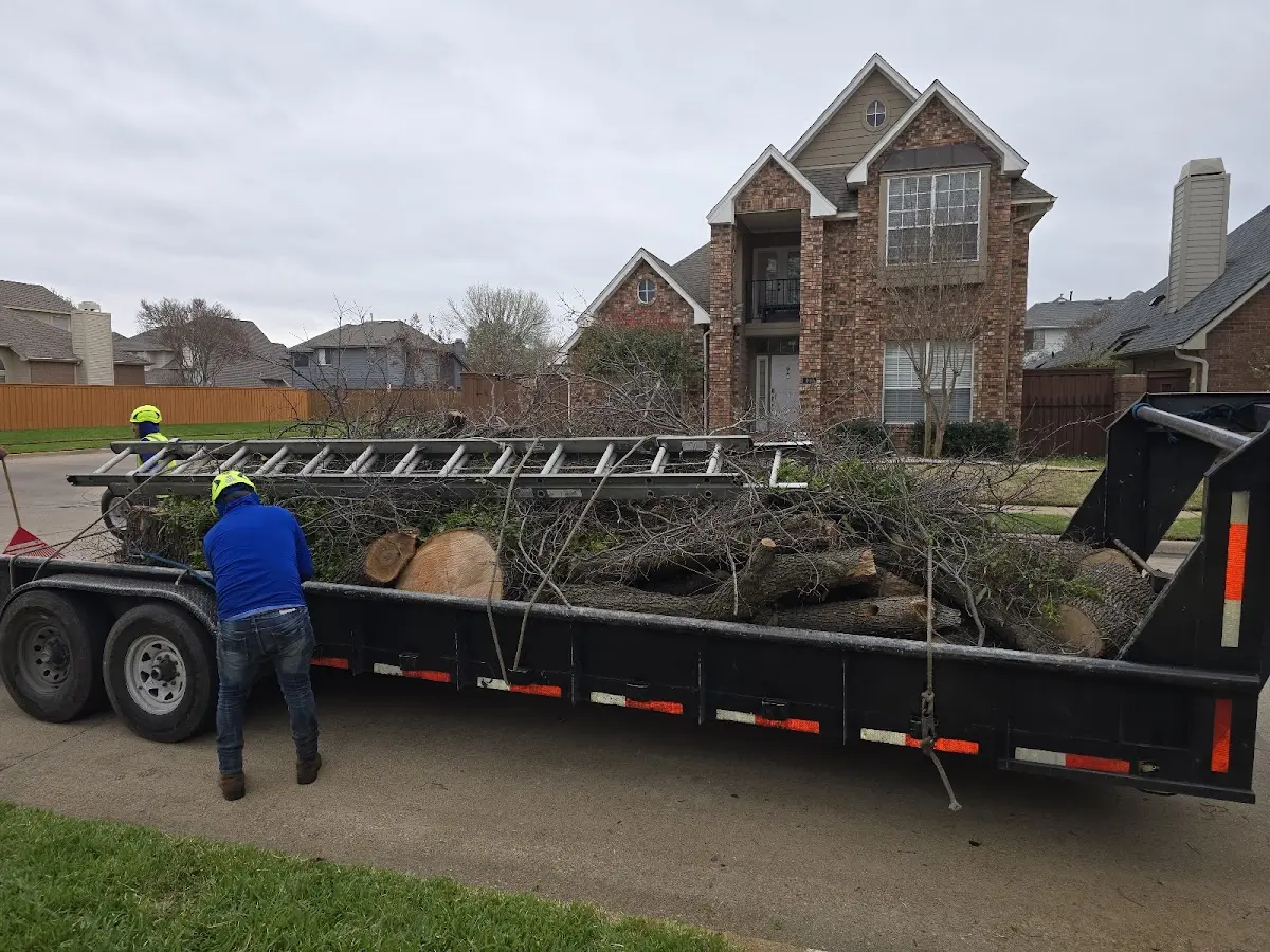 Expert Tree Pest Control with proper safety equipment in Creston